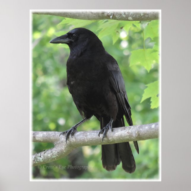 Póster Crow Poster (Frente)