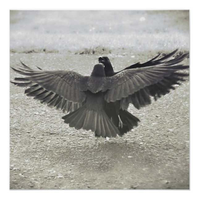 Poster Crow/Raven (Anverso)