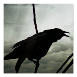 Poster Crow/Raven