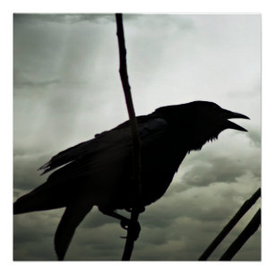 Poster Crow/Raven