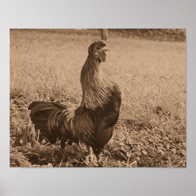 Póster Crowing De Gallos En La Granja Marrón De Sepia (Frente)