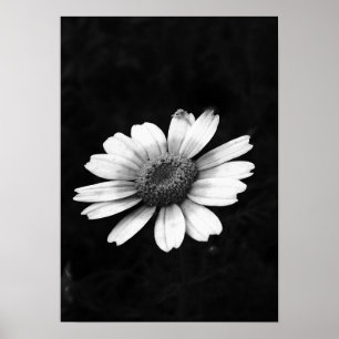 Póster Crown Daisy