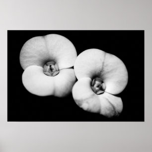 Póster crown of thorns