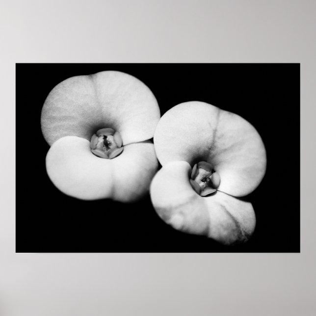 Póster crown of thorns (Frente)