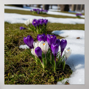 Póster Cruces a principios de la primavera