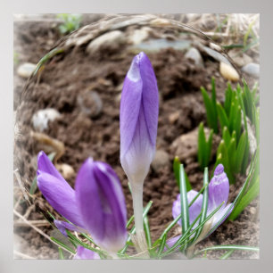 Póster Cruces de primavera
