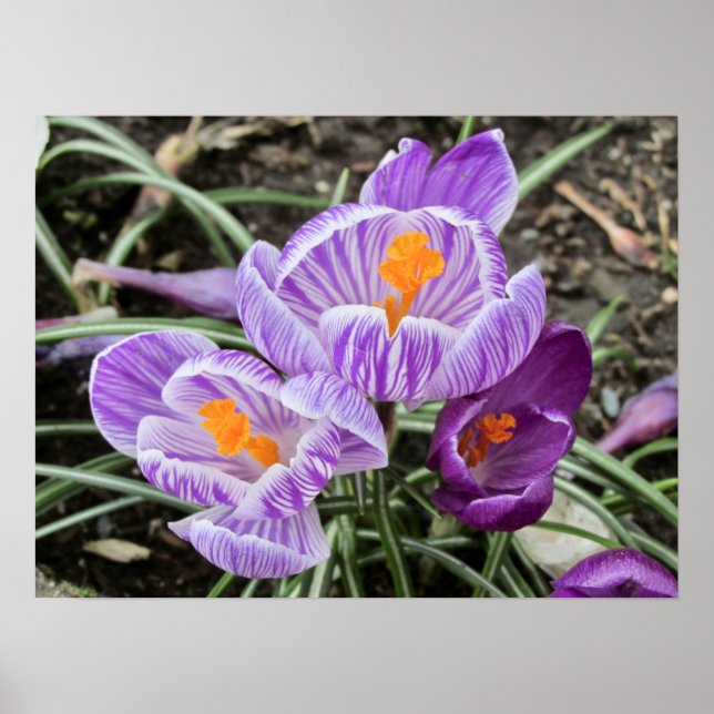 Póster Cruces de Primavera Púrpura. (Frente)