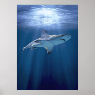 Póster Cruizando el tiburón
