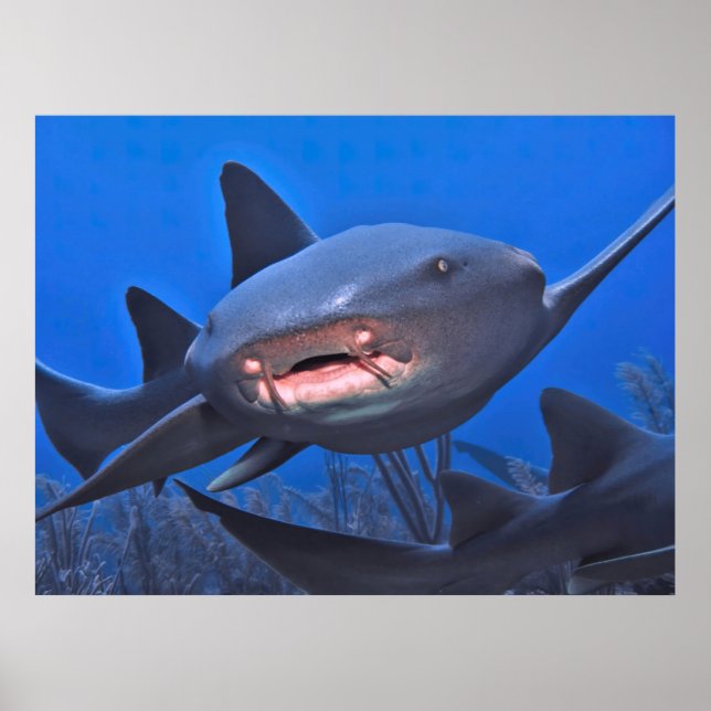 Póster Crusing Nurse Shark (Frente)