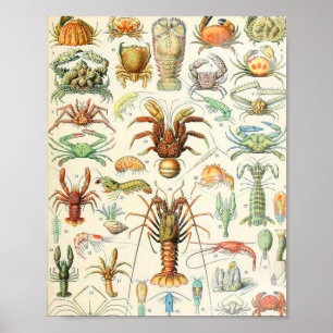 Póster Crustáculos Adolphe Millot