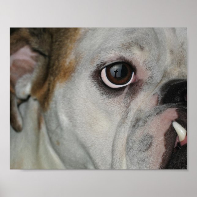 Póster Cruz de Bulldog de Amazing Grace (Frente)