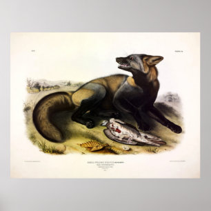 Póster Cruz-Fox estadounidense (Vulpes vulpes) por Audubo