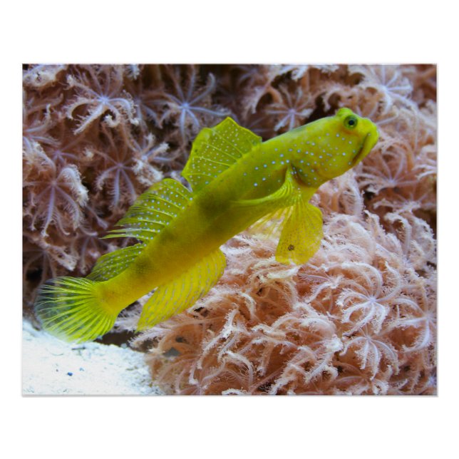 Póster Cryptocentrus cinctus (Anverso)