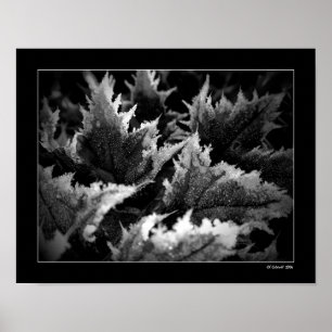 Póster Crystal Morning