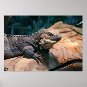 Póster Ctenosaura melanosterna