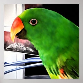 Póster cuadrado de loro Eclectus
