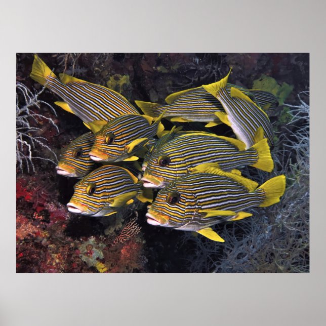 Póster Cuadrado de suculentos (Frente)