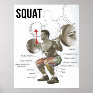 Póster Cuadrado - Diagrama muscular - Gráfico anatómico