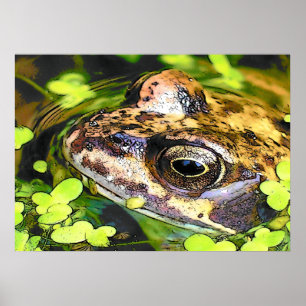 PÓSTER CUADRADO FROG