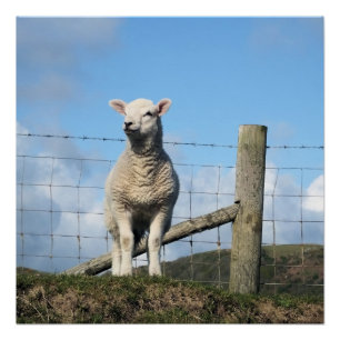 PÓSTER CUADRAR LAMB