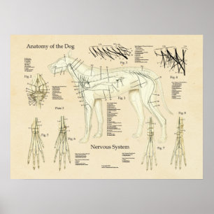 Póster Cuadro de anatomía nerviosa del sistema nervioso