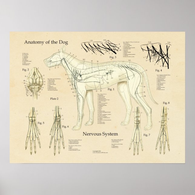 Póster Cuadro de anatomía nerviosa del sistema nervioso (Frente)