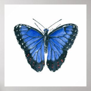 Póster Cuadros de acuarela de morfo azul