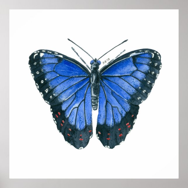 Póster Cuadros de acuarela de morfo azul (Frente)