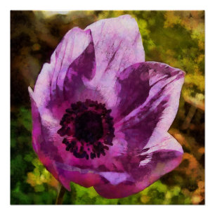 Póster Cuadros de flores silvestres de Anemone Coronaria