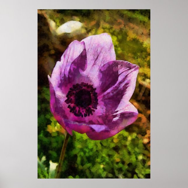 Póster Cuadros de flores silvestres de Anemone Coronaria (Frente)