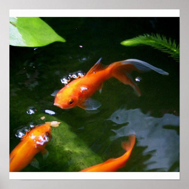 Póster CUADROS DE PESCADO www.debbie-may.fineartamerica.c (Frente)