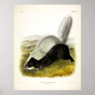 Póster Cuadrupedos de Audubon con la nariz de cerdo (zorr
