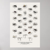 Cuadrúpedos de Piel Gruesa - Biblioteca del Natura
