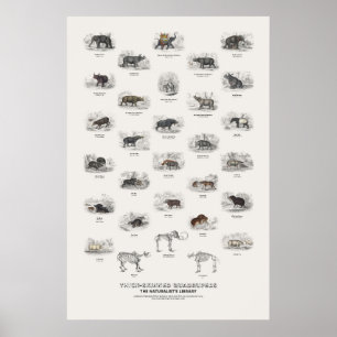 Póster Cuadrúpedos de Piel Gruesa - Biblioteca del Natura
