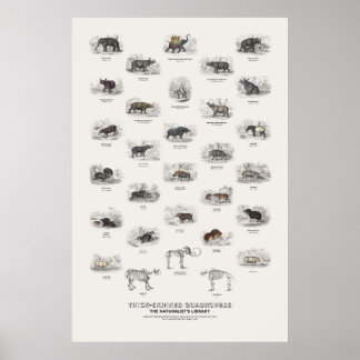 Póster Cuadrúpedos de Piel Gruesa - Biblioteca del Natura