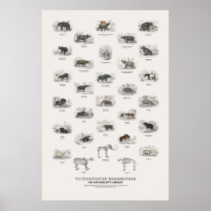 Póster Cuadrúpedos de Piel Gruesa - Biblioteca del Natura