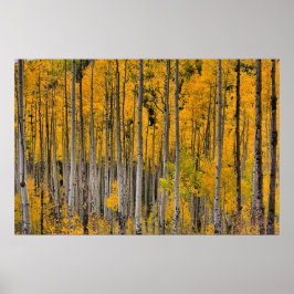 Póster Cuakies dorados, Colorado