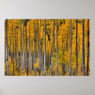 Póster Cuakies dorados, Colorado