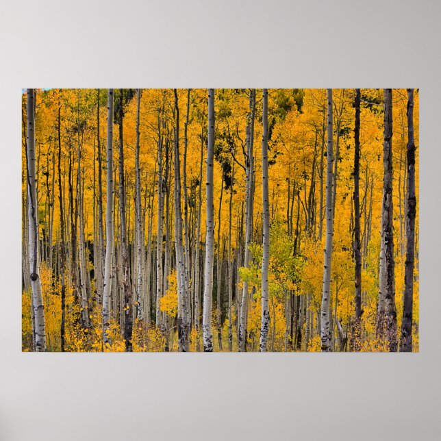 Póster Cuakies dorados, Colorado (Frente)