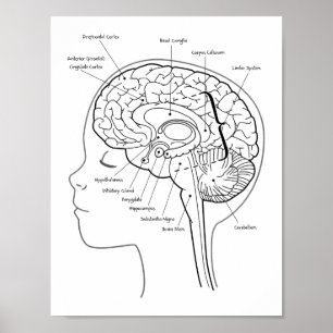 Póster Cuál está en su poster del cerebro