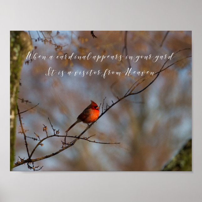 Póster Cuando aparece un cardenal, fotografía (Frente)