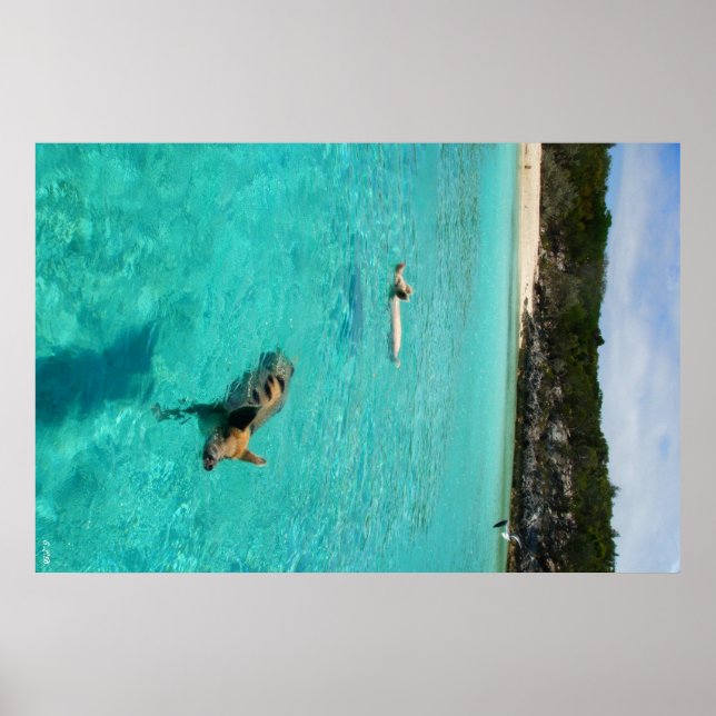 Póster Cuando los cerdos nadan (Frente)