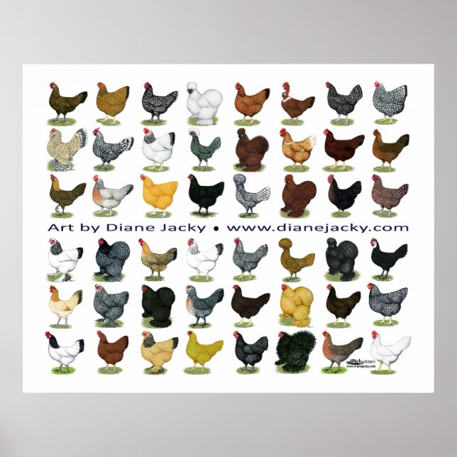 Póster Cuarenta y ocho Hen Promo (Frente)