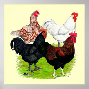 Póster Cuarteto de gallos de raza pesada