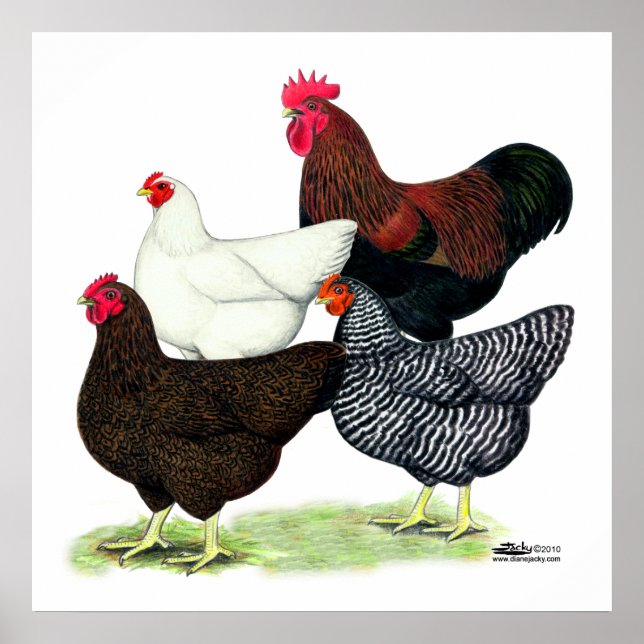 Póster Cuarteto de la Roca Plymouth (Frente)