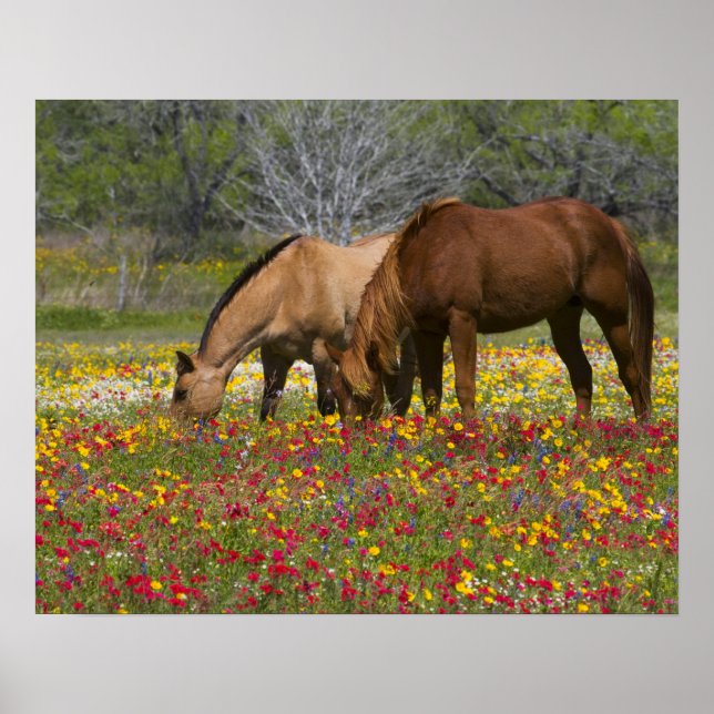 Póster Cuarto de caballo en el campo de las flores silves (Frente)