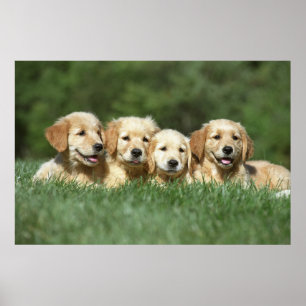 Póster Cuatro adorables cachorros recuperadores de oro