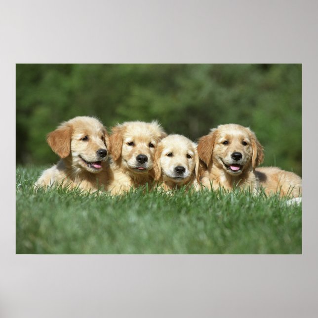 Póster Cuatro adorables cachorros recuperadores de oro (Frente)