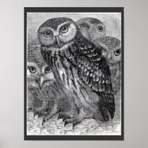 Póster Cuatro búhos cartel vintage en negro y blanco