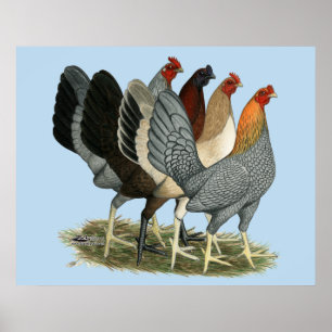 Póster Cuatro gallinas gamefowl